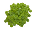 Pozi Phillips Cover Caps Bifix™ Lime Screw Snap On 6-8g Pz2 Ph2 Push Fix